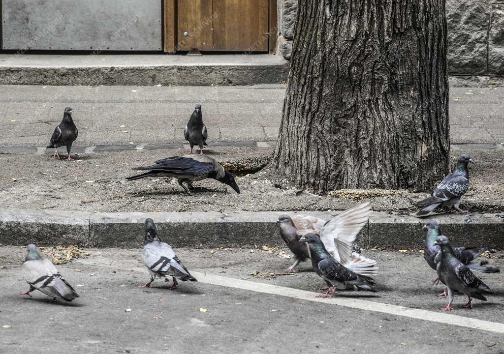 Városkép - Környezetszennyezés - Városi madarak
