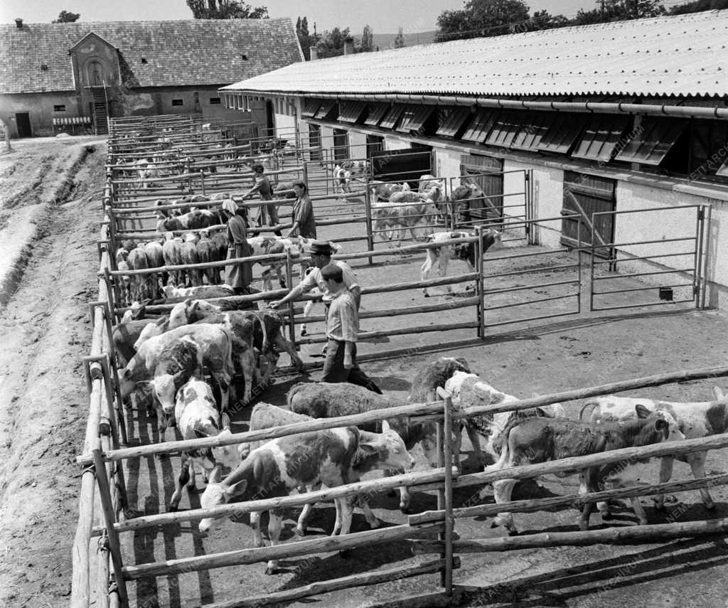 Mezőgazdaság - Csákvári Állami Gazdaság