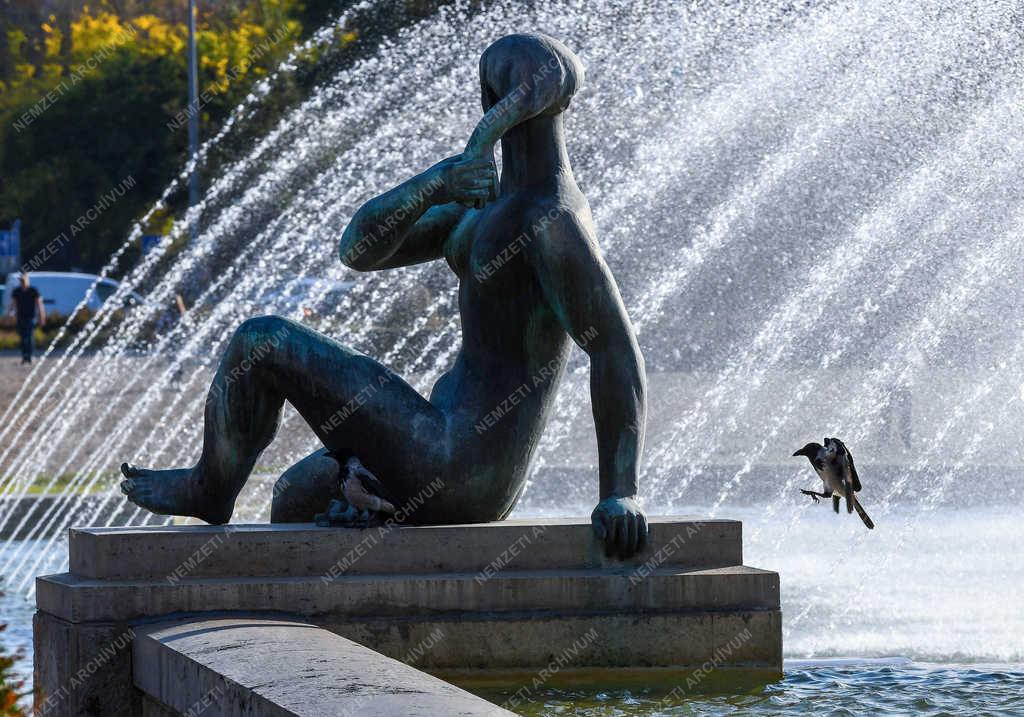 Természet -Debrecen - Városi szürke varjú 
