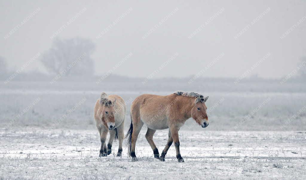 Állatvilág - Hortobágy - Przewalski-lovak a Hortobágyon