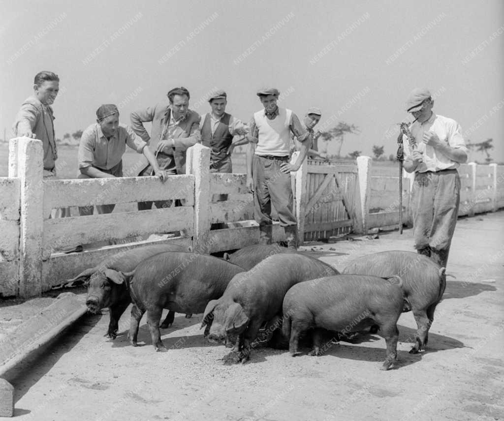 Mezőgazdaság - Életképek a Túrkevei Búzakalász TSZ-ben