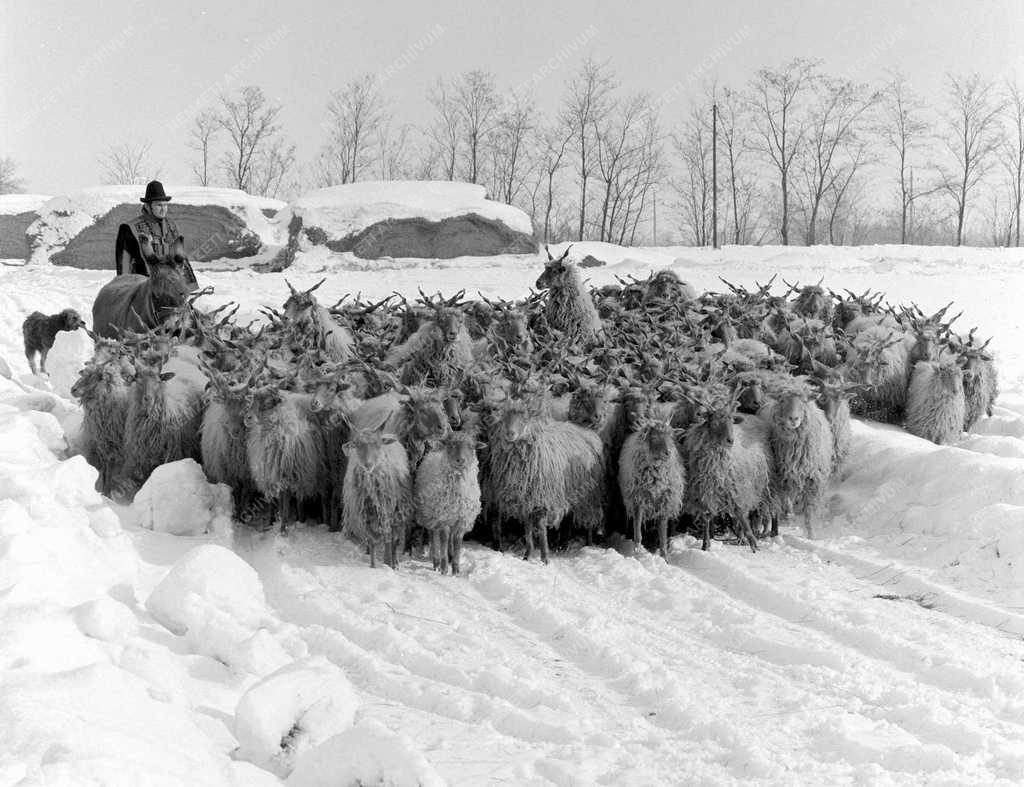 Tájkép – Bugacpuszta télen