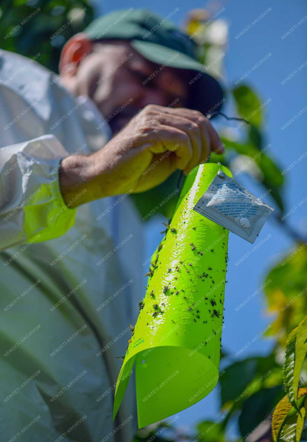 Mezőgazdaság - Tudomány - Feromoncsapdás rovarvédekezés Debreceni Egyetem kísérleti gyümölcsösében