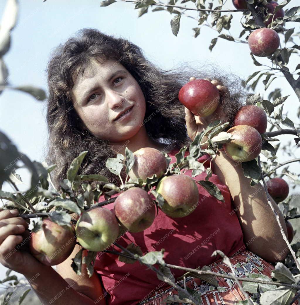 Növénytermesztés - A jövő gyümölcsfája