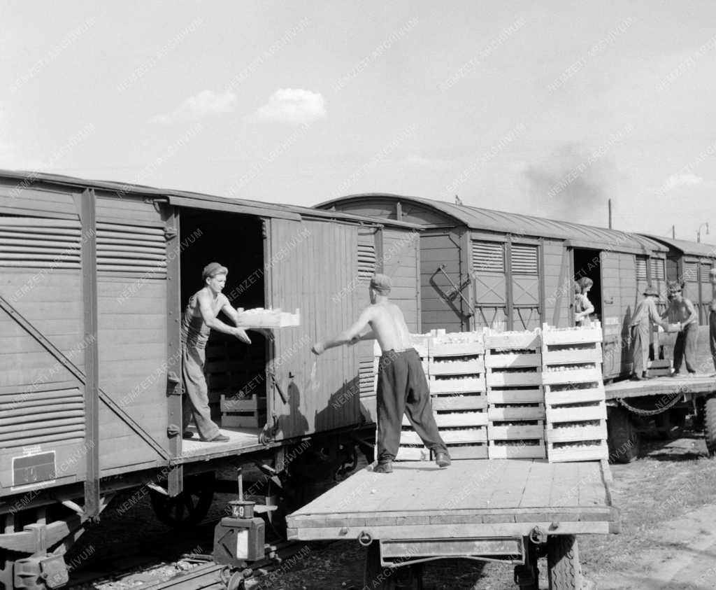 Gazdaság - Sárgabarack-export Svájcba