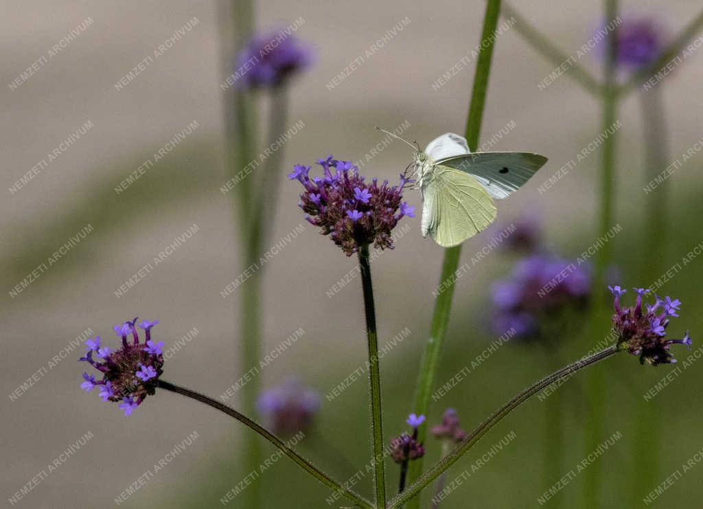 Természet - Budapest - Répalepke