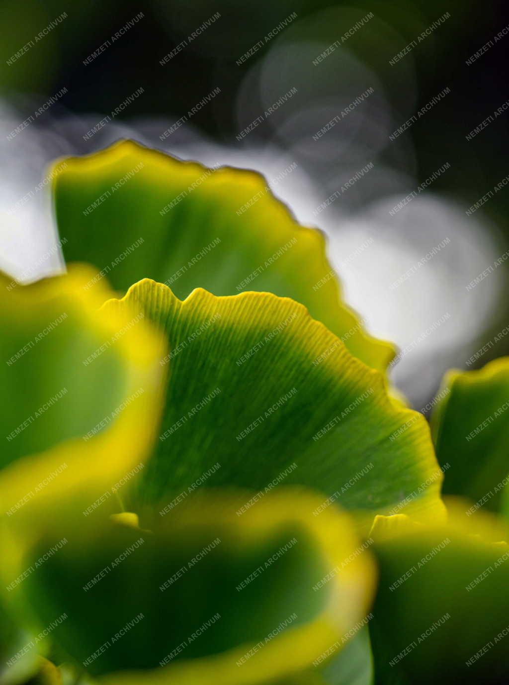 Természet - Színes őszi növénylevél