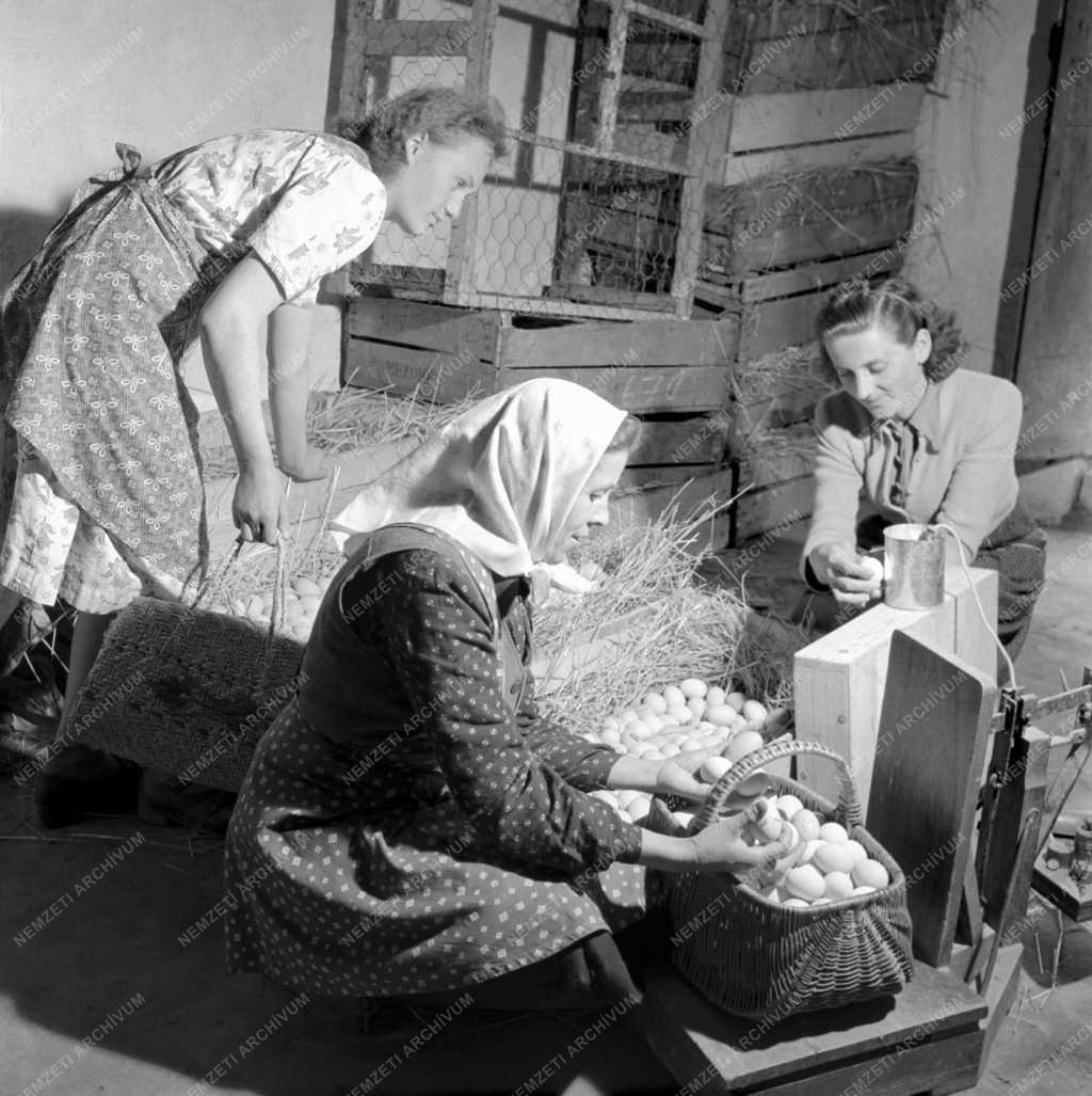 Mezőgazdaság - Tojásbeadás