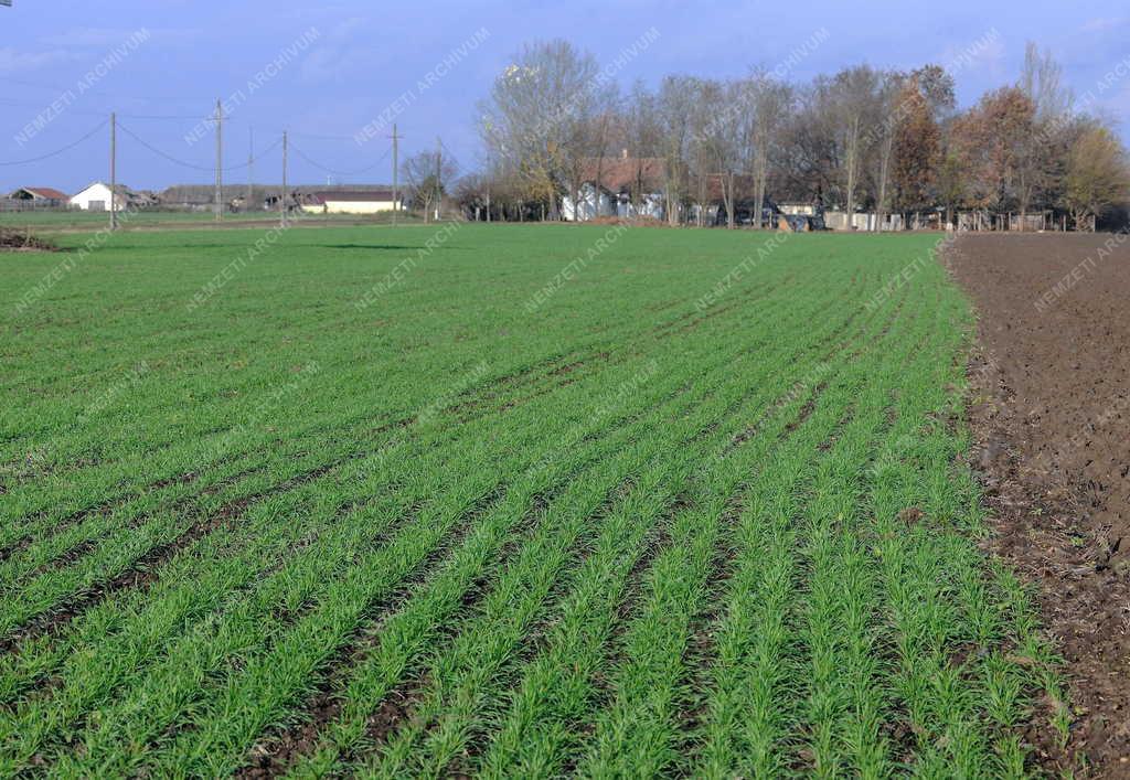 Mezőgazdaság - Debrecen - Őszi búza vetés Látóképen.