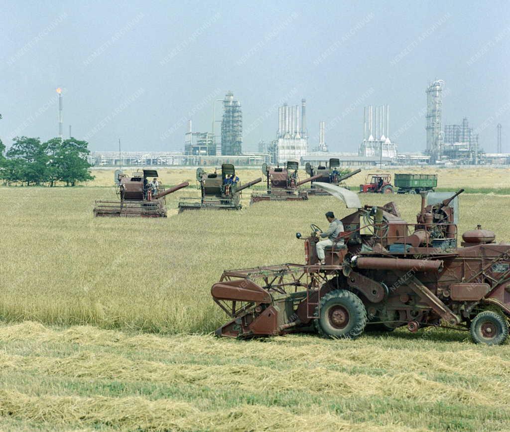 Mezőgazdaság - Aratás Százhalombattánál