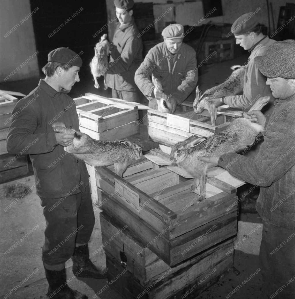 Kereskedelem - Magyar Vadkereskedelmi Vállalat