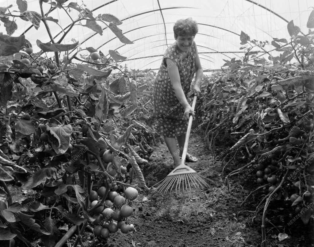 Mezőgazdaság - Paradicsom és paprika termesztés