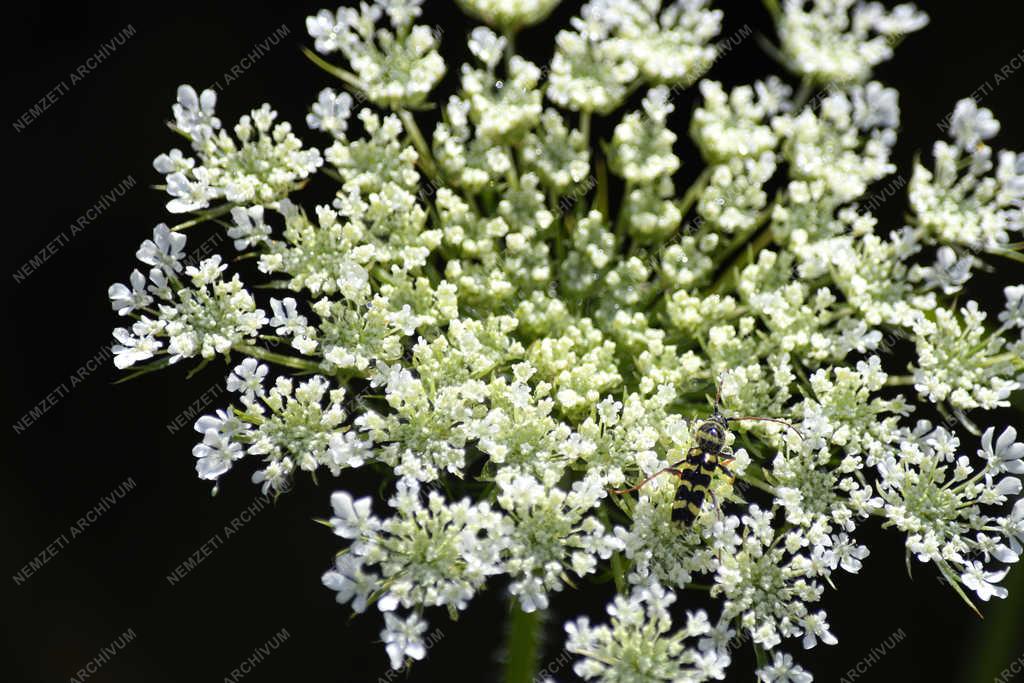 Természet - Budapest - Díszes darázscincér