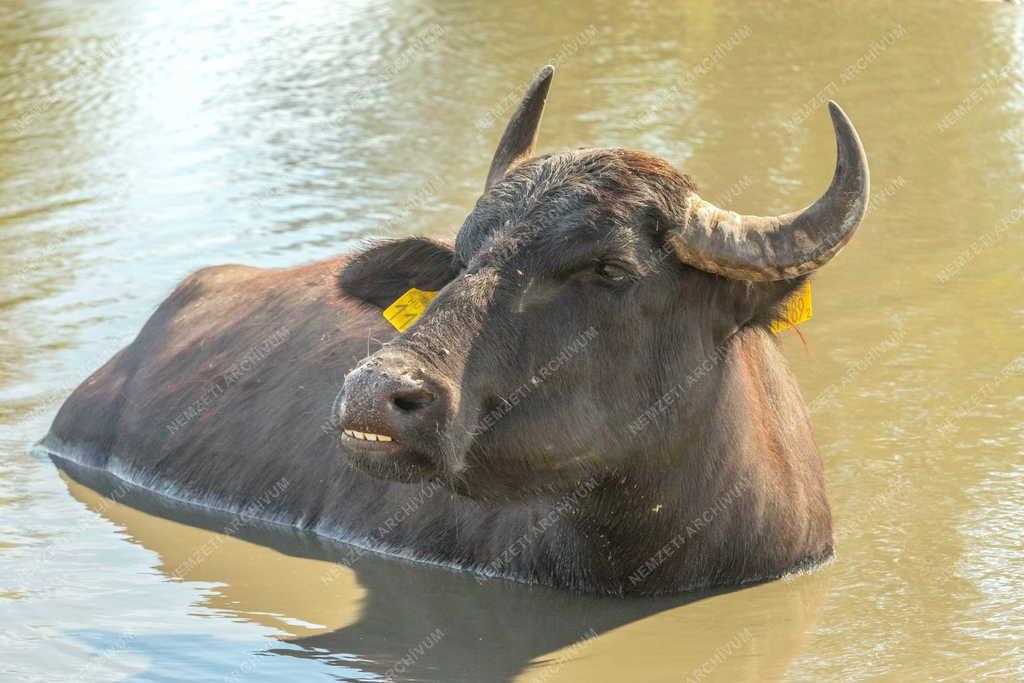 Állatvilág - Balatonmagyaród - Bivalyrezervátum 