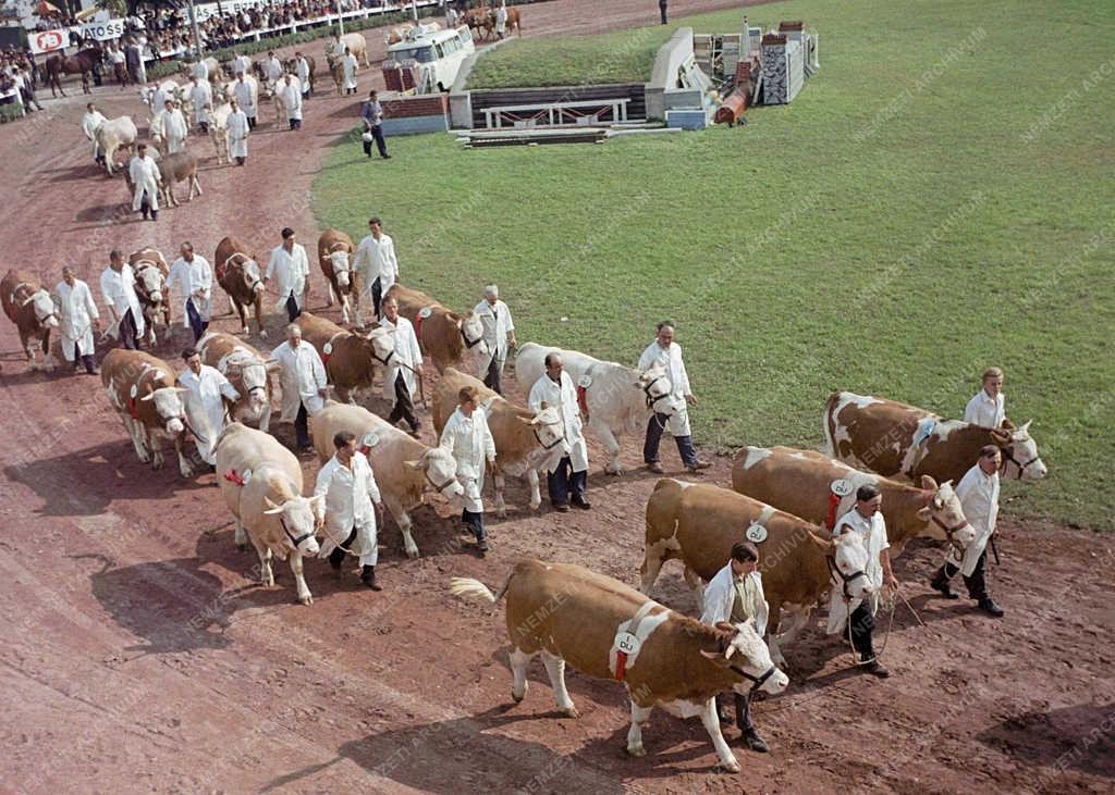 Mezőgazdaság - Kiállítás - 66. Országos Mezőgazdasági  Kiállítás- és Vásár