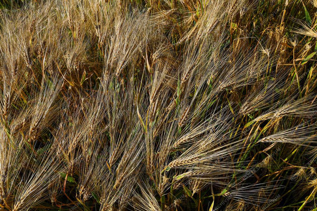 Mezőgazdaság - Debrecen - Beérett az őszi árpa