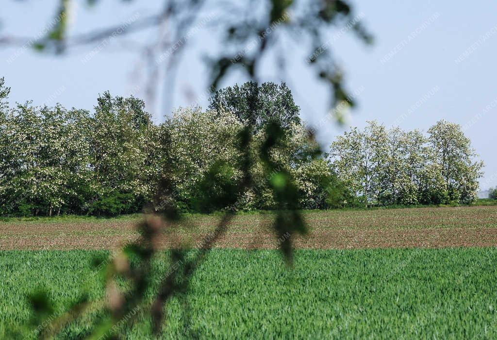 Természet - Földes - Akácfa virágzás