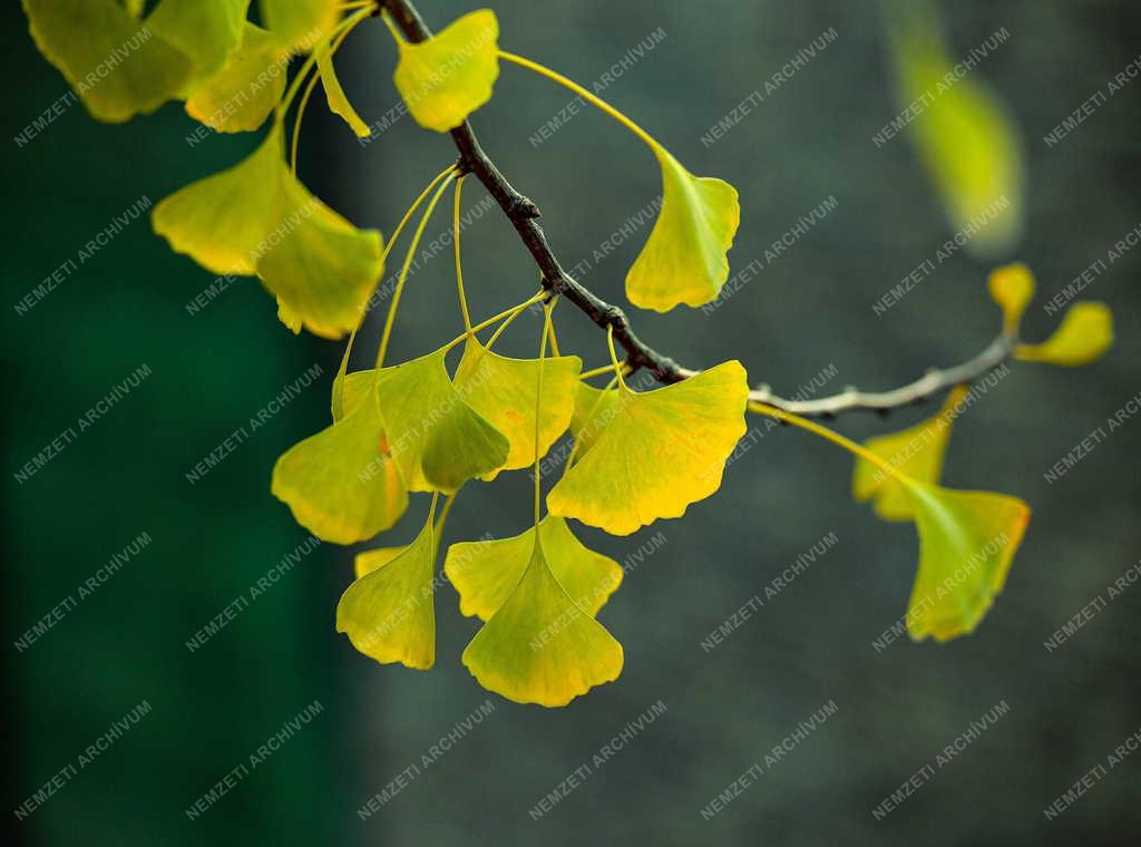 Természet - Páfrányfenyő