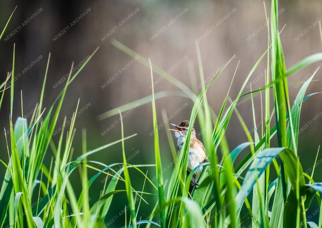 Természet - Nádirigó