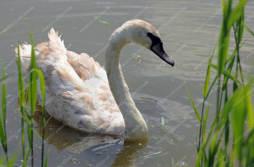 Állatvédelem - Hortobágy - Szabadon engedett hattyú