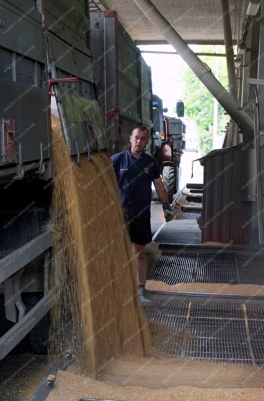 Élelmiszeripar - Hajdúnánás - Gabona termés a malomban