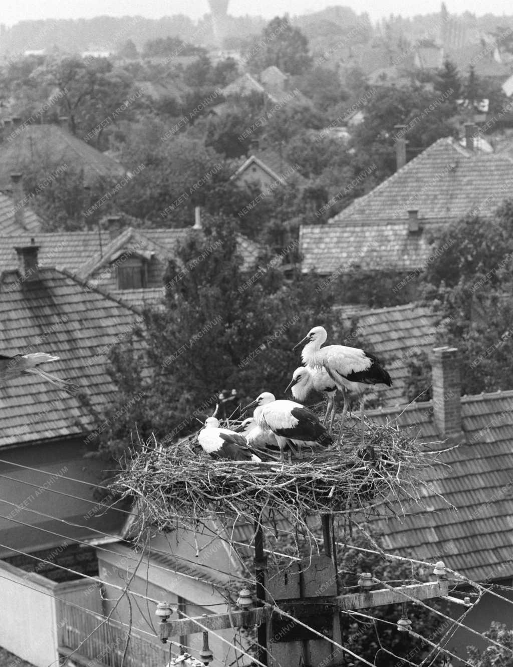 Állatvilág - Gólyák