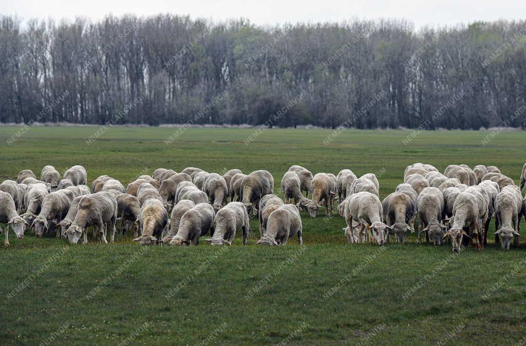 Mezőgazdaság - Kezdődik a legeltetési szezon Hortobágyon