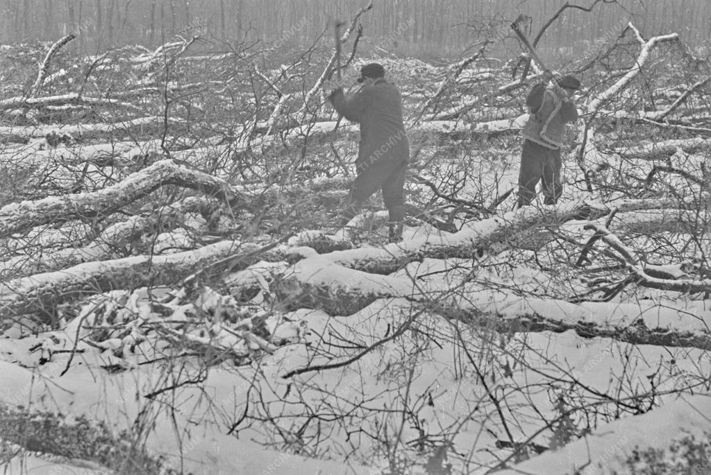 Természet-környezet - Fakitermelés télen