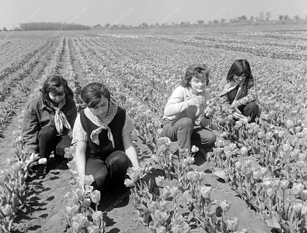 Mezőgazdaság - A balatonbozsoki tulipánmezőn