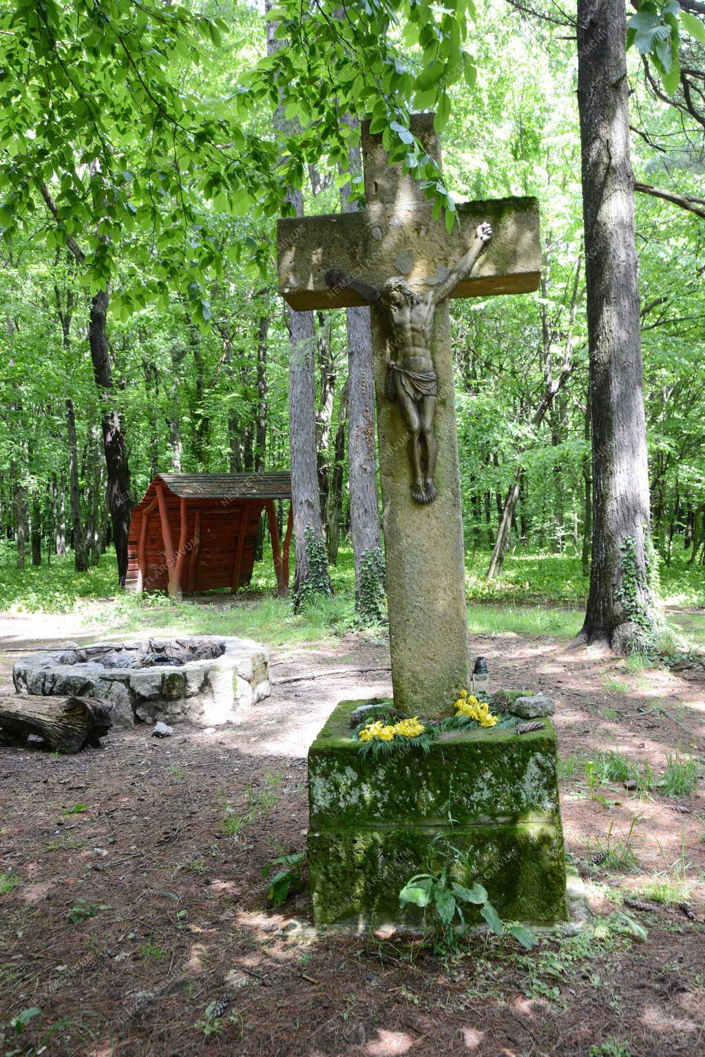 Természet - Mecsek - Erdőrészlet