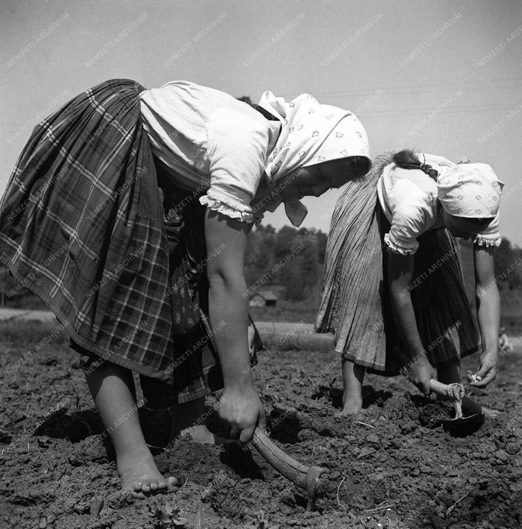 Mezőgazdaság - Tavaszi munkák - Köztesvetés