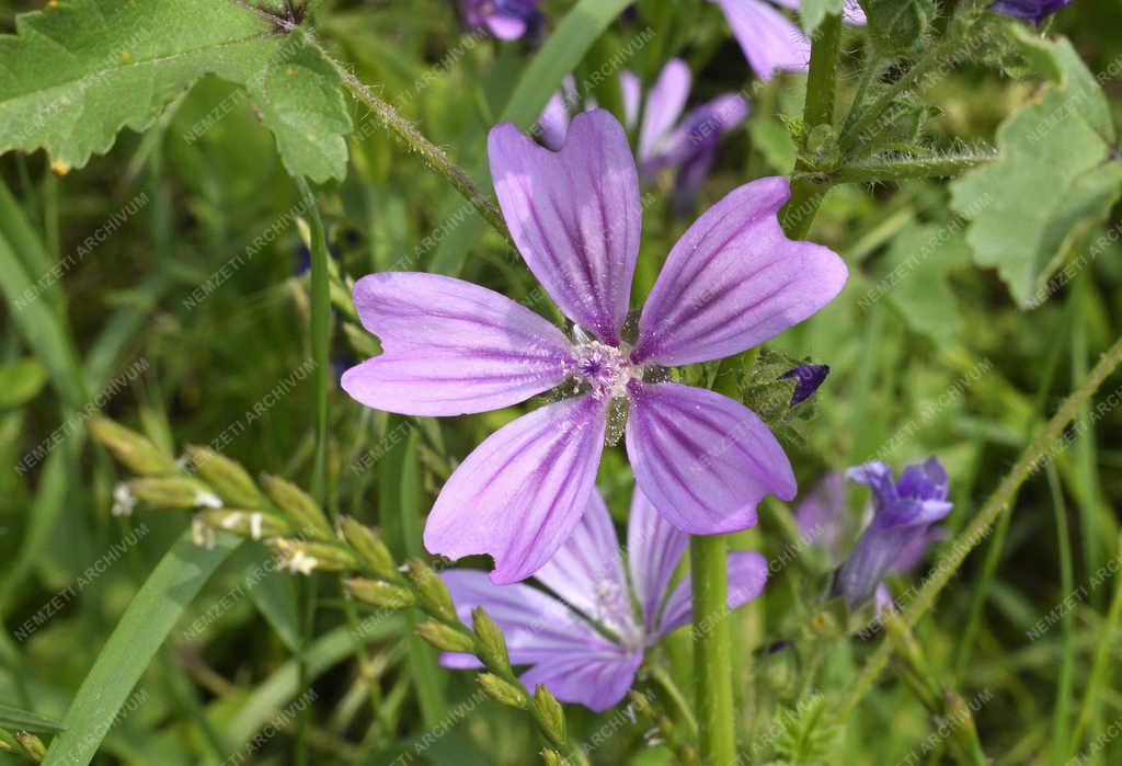 Természet - Budapest - Erdei mályva