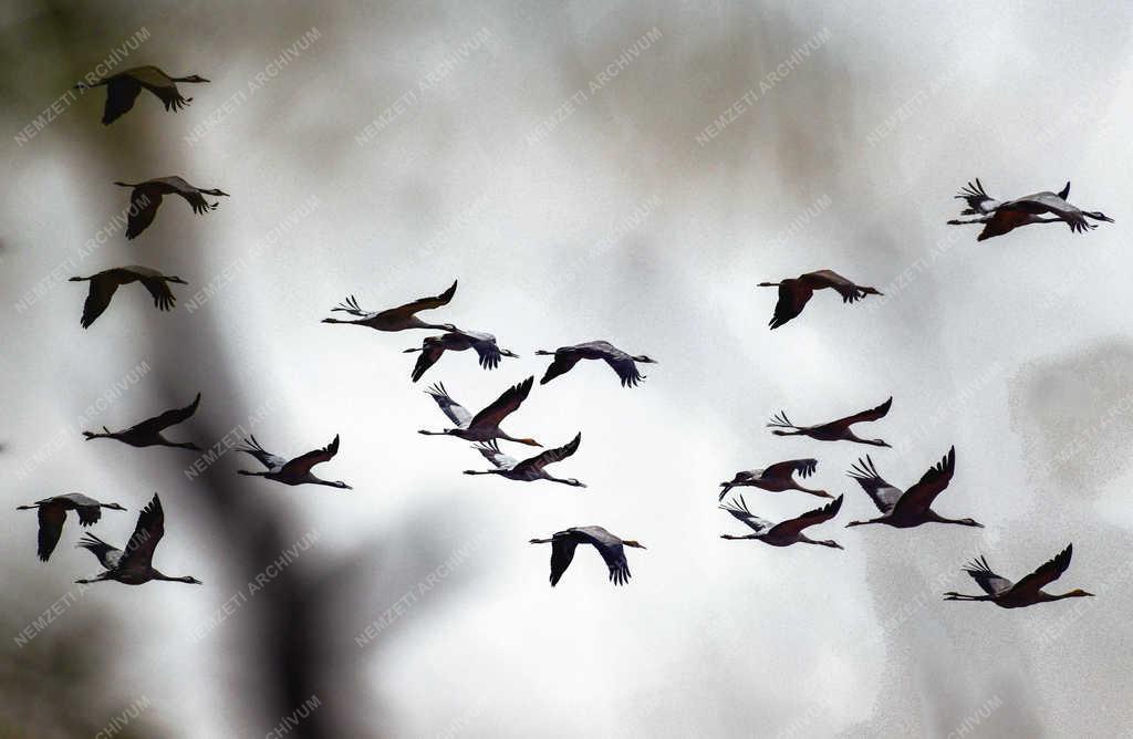 Természet - Hortobágy - Darvak vonulása 