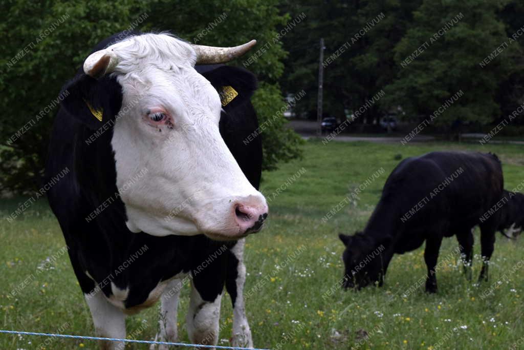 Mezőgazdaság - Legelésző tehenek Orfűnél