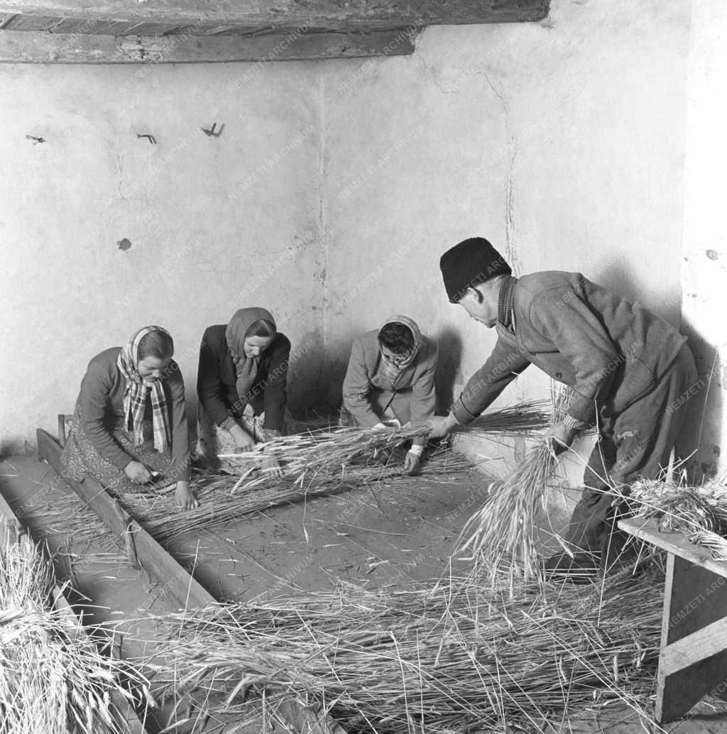 Mezőgazdaság - Téli munka a gyömrői Petőfi Termelőszövetkezetben