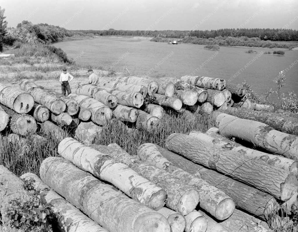 Erdőgazdálkodás - Kelet-Bükki Állami Erdőgazdaság