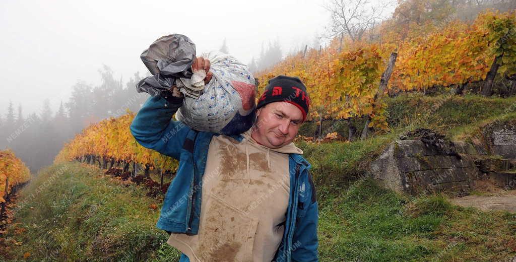 Borászat - Tokaj - A Paulay Borház szőlőültetvénye