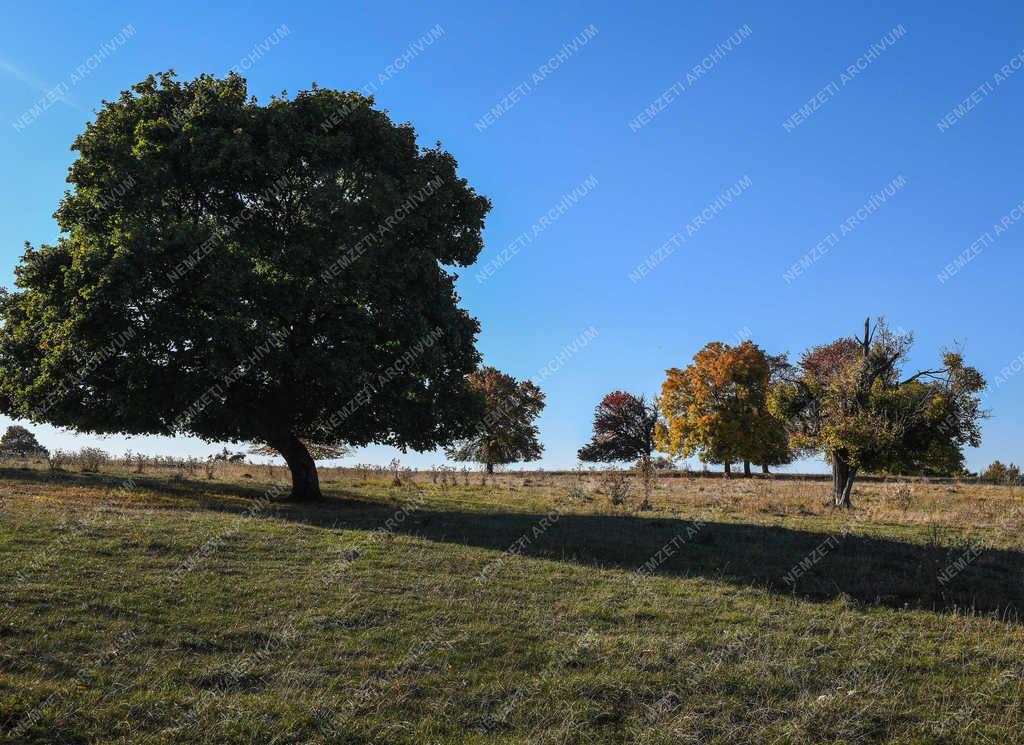 Természet - Zsobok - Ősz a határban