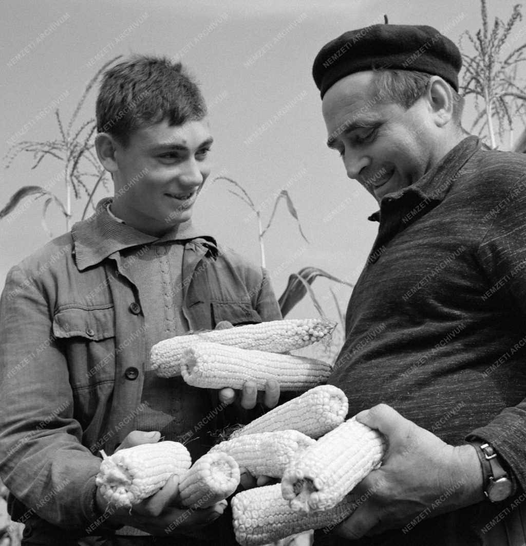 Mezőgazdaság - Törik a kukoricát az abonyi József Attila Tsz-ben