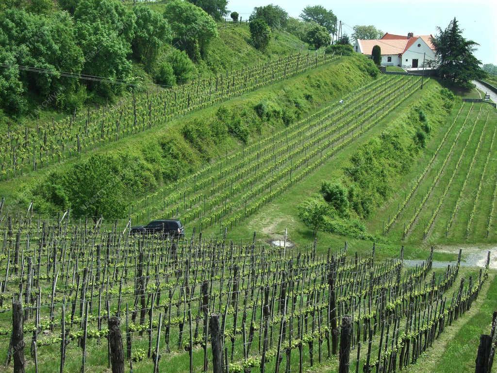 Történelmi borvidék - Badacsony - Szőlőtáblák