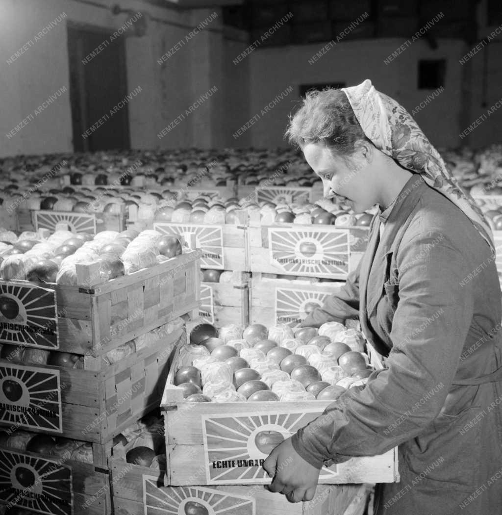 Mezőgazdaság - Kállósemjéni Export Almafeldolgozó Üzem