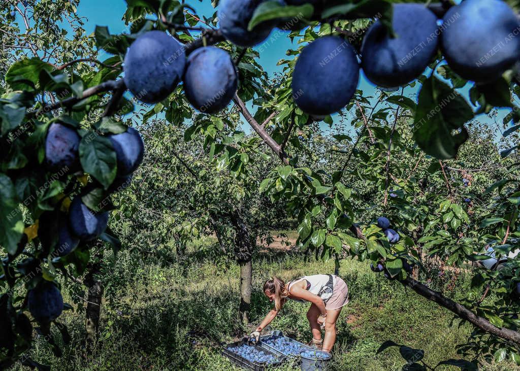 Gyümölcstermesztés - Debrecen - Szilva szüret
