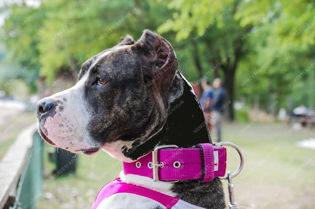 Sport - Isaszegi Agárpálya