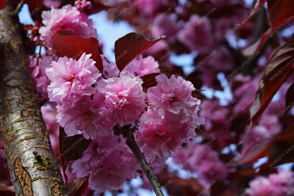Természet - Növényvilág - Japáncseresznye