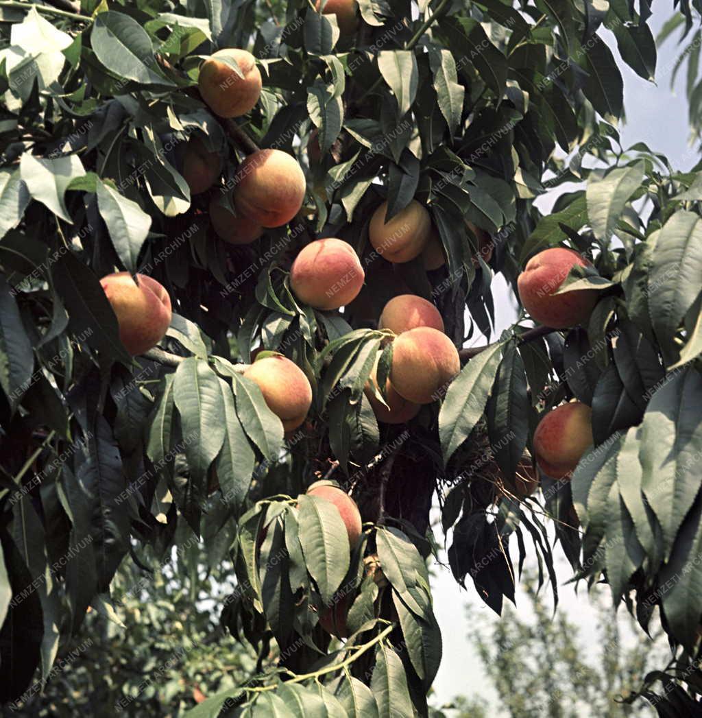 Mezőgazdaság - Duna-Tiszaközi MGTSZ