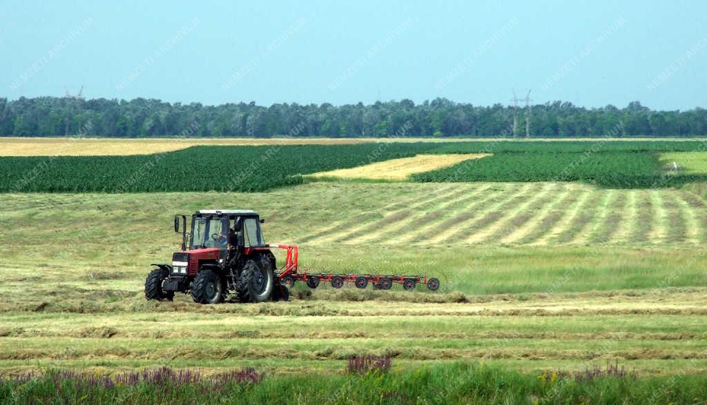 Mezőgazdaság - Kiskunlacháza - Takarmányszéna betakarítás