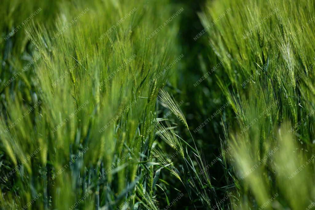 Mezőgazdaság - Kalászt érlel az őszi árpa