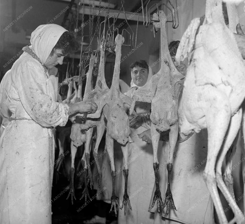 Élelmiszeripar - Törökszentmiklósi Baromfifeldolgozó 