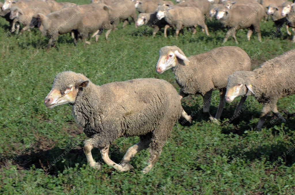 Állattenyésztés - Hortobágy - Őszi legeltetés