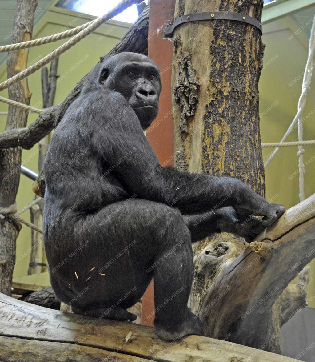 Állatvilág - Gorilla